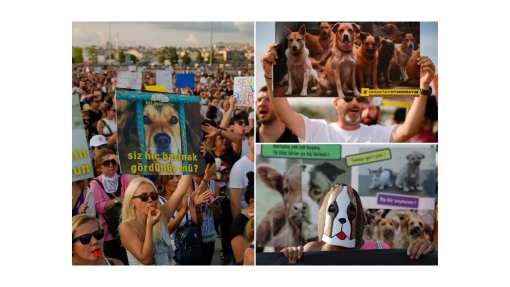 BREAKING | Thousands Protest in Istanbul Against Controversial Law on Stray Dogs | Juris Spectra