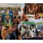 BREAKING | Thousands Protest in Istanbul Against Controversial Law on Stray Dogs | Juris Spectra